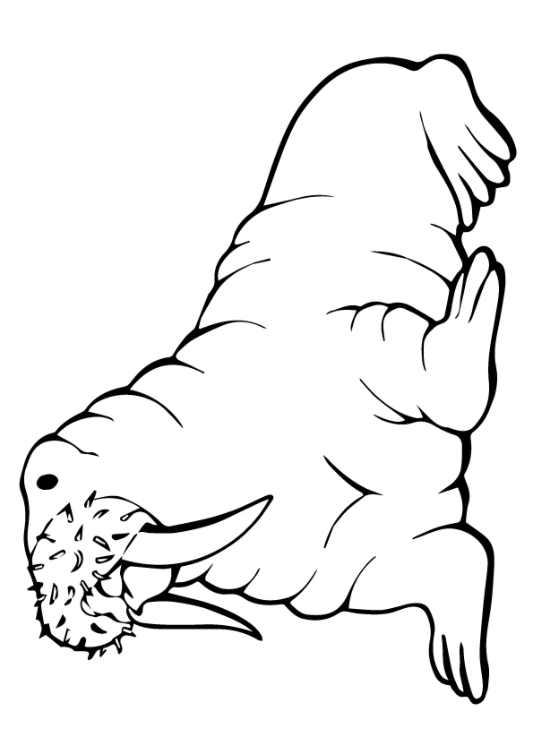 Plansa de colorat cu Foca 22 15
